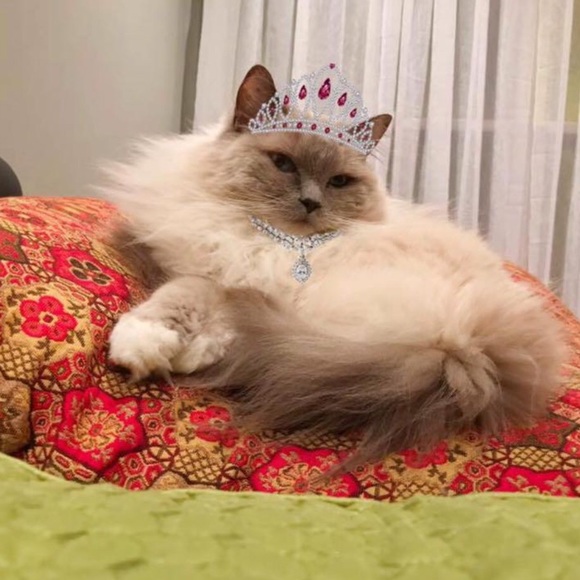 Meet Your Posher, Lisa - Picture 2 of 5